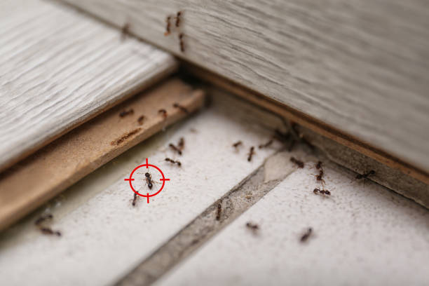 Best Pest Removal Services  in Troy, NC