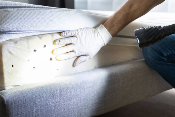 Best Affordable Pest Control Services  in Troy, NC