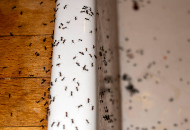 Pest Control for Restaurants in Troy, NC