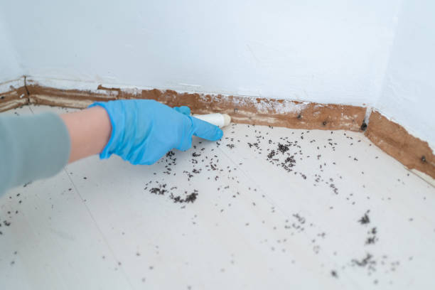 Best Ant Control Services  in Troy, NC